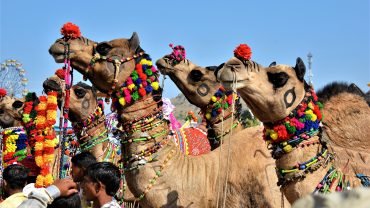 jaipur to pushkar taxi